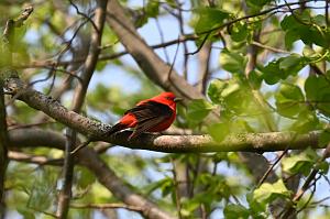 055 Tanager, Scarlet, 2023-05222232 Parker River NWR, MA